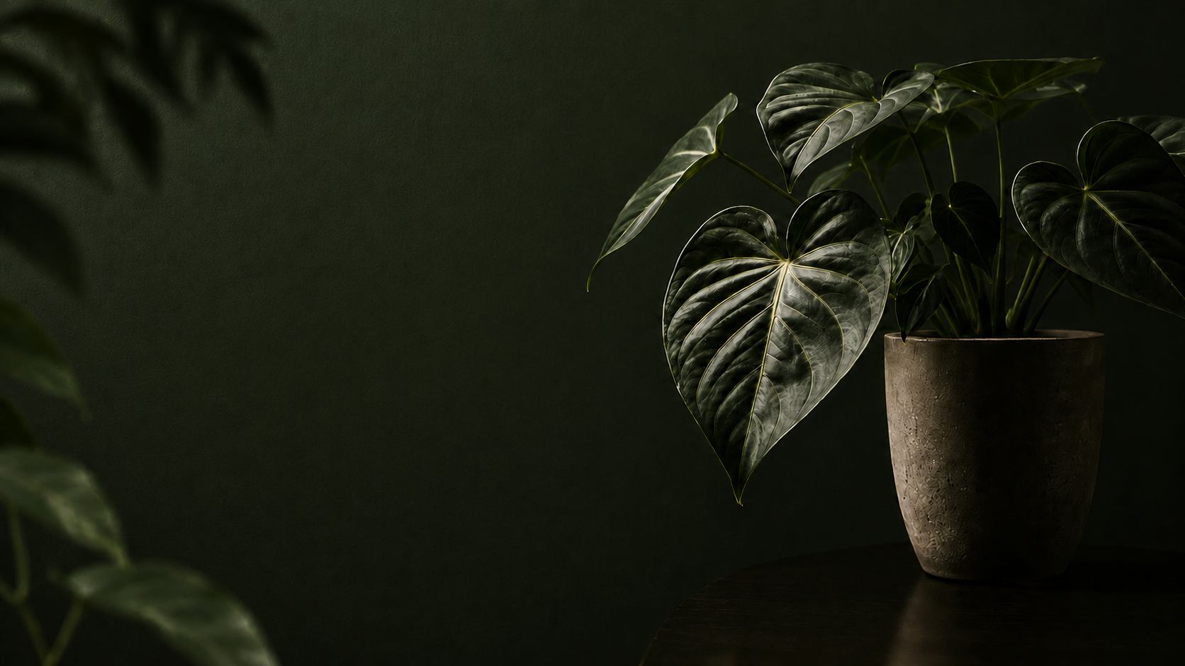 Background banner Alocasia ‘Black Velvet Pink’